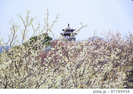 満開の世界の梅公園 満開の世界の梅公園 87769456