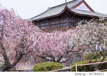 満開の世界の梅公園 満開の世界の梅公園 87769457