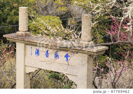 満開の世界の梅公園　 87769462