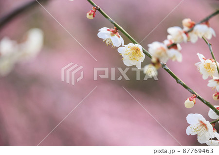 満開の世界の梅公園　 87769463