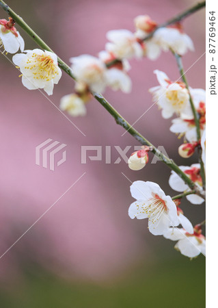 満開の世界の梅公園　 87769464