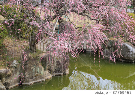 満開の世界の梅公園　 87769465