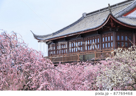 満開の世界の梅公園　 87769468