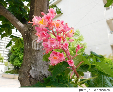ベニバナトチノキの花 ベニバナトチノキの花 87769620