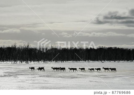 エゾシカ エゾシカ 87769686