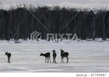 エゾシカ 87769687