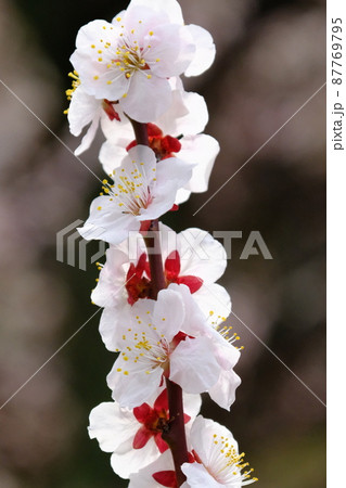 大阪城公園の大阪城梅林2022 87769795