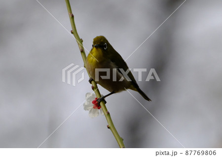 大阪城公園の大阪城梅林2022 87769806