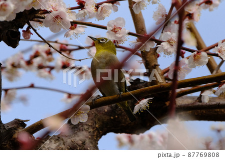 大阪城公園の大阪城梅林2022 大阪城公園の大阪城梅林2022 87769808