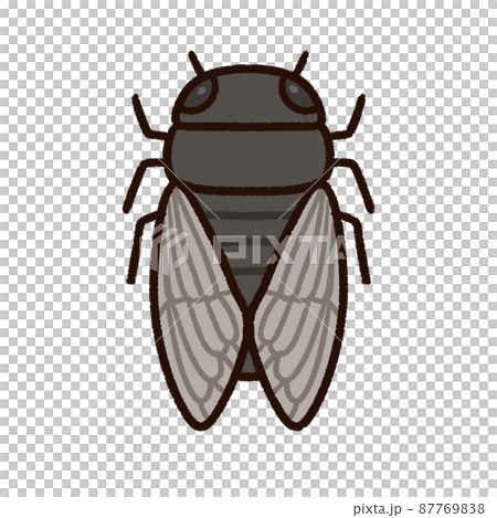 可愛的熊澤米 可愛的熊澤米 87769838