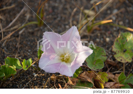 浜辺に咲くピンクの花　ハマヒルガオ 87769910