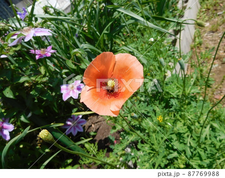 ナガミヒナゲシの花 ナガミヒナゲシの花 87769988