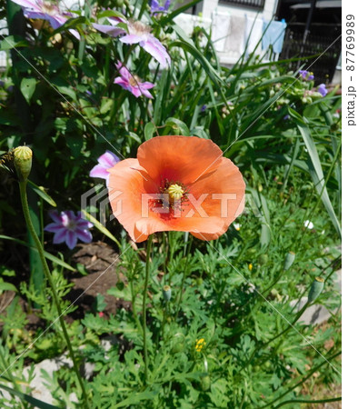 ナガミヒナゲシの花 ナガミヒナゲシの花 87769989