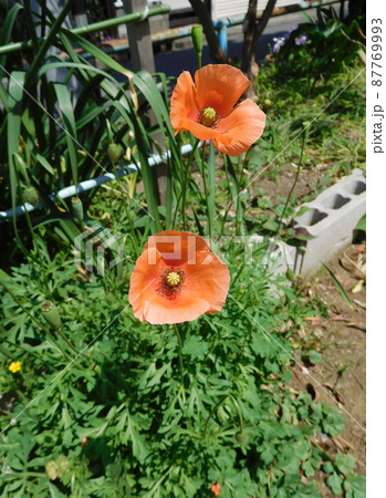 ナガミヒナゲシの花 87769993