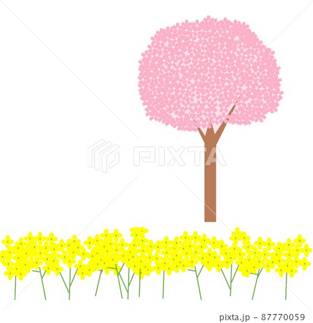菜の花と桜 菜の花と桜 87770059
