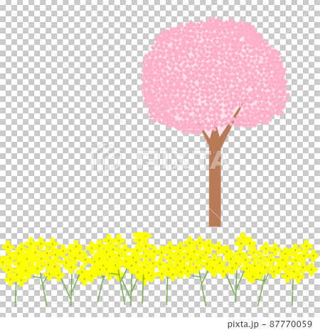 Rape blossoms and cherry blossoms Rape blossoms and cherry blossoms 87770059