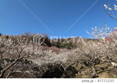 筑波山梅林 87771235