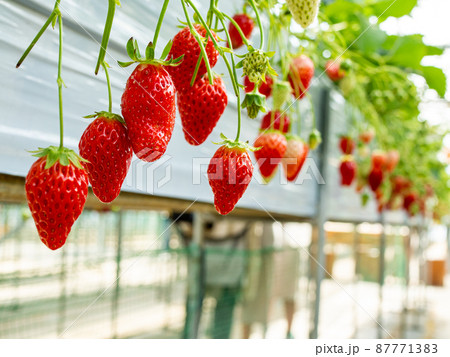 いちご（紅ほっぺ）の食べ放題 87771383