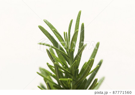Rosemary herb garden macro close up view Rosemary herb garden macro close up view 87771560
