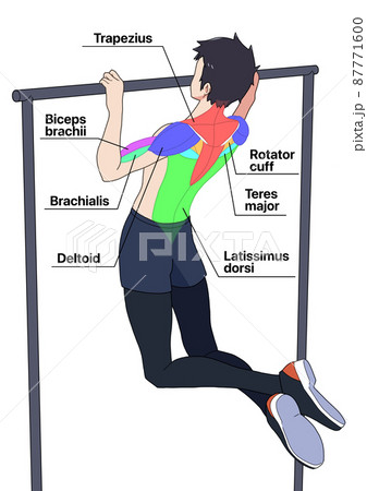 懸垂をする男性と筋肉の名称（色分け、英語） 87771600