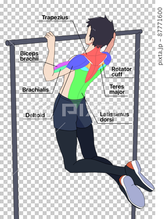 Names of men and muscles (color-coded, English) 87771600