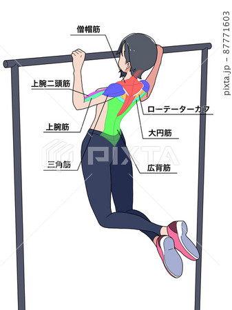 懸垂をする女性と筋肉の名称（色分け、日本語） 87771603
