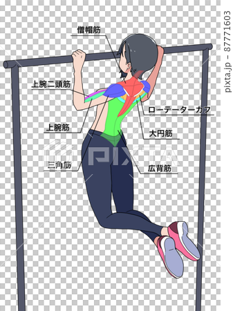 懸垂をする女性と筋肉の名称（色分け、日本語） 87771603