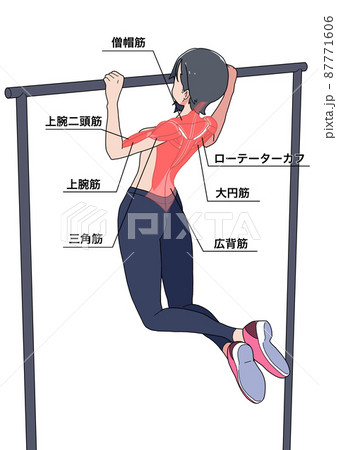 懸垂をする女性と筋肉の名称（日本語） 87771606