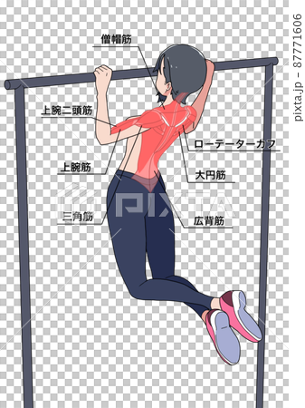 懸垂をする女性と筋肉の名称（日本語） 87771606
