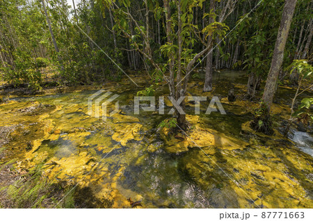 Wet forest at Emerald pool travel location of Krabi, Thailand. 87771663