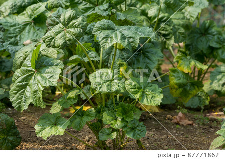 コモンマロウ　ハーブ 87771862