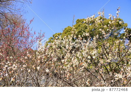 須磨離宮公園 噴水広場と梅園と春の花々 須磨離宮公園 噴水広場と梅園と春の花々 87772468