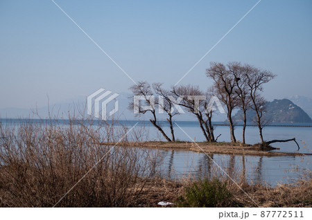 湖北水鳥公園の冬の風景｜滋賀県の美しい景色 87772511
