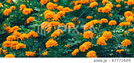banner with orange marigolds with green leaves in garden banner with orange marigolds with green leaves in garden 87772609