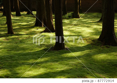 唐招提寺の緑の絨毯 唐招提寺の緑の絨毯 87772914