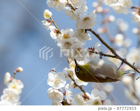 梅の花とメジロ 梅の花とメジロ 87772915