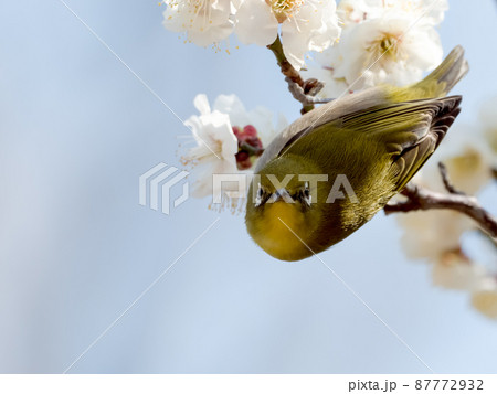 梅の花とメジロの写真素材