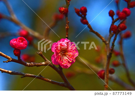 春の花 梅 春の花 梅 87773149