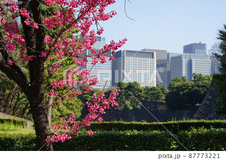3月　千代田1028カンヒザクラ(寒緋桜)･バラ科･皇居平川濠 87773221