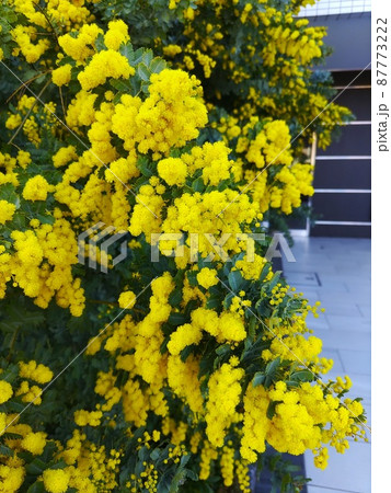 マンションとミモザの花 87773222