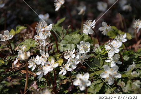 バイカオウレンの白い花 87773503