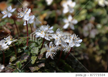 バイカオウレンの白い花 バイカオウレンの白い花 87773504