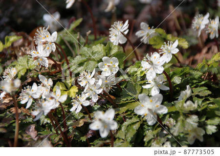 バイカオウレンの白い花 バイカオウレンの白い花 87773505