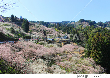 五條市西吉野町の賀名生梅林 五條市西吉野町の賀名生梅林 87773602