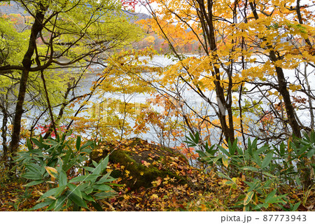 観音沼森林公園の紅葉　2021-11-3　＃53 87773943