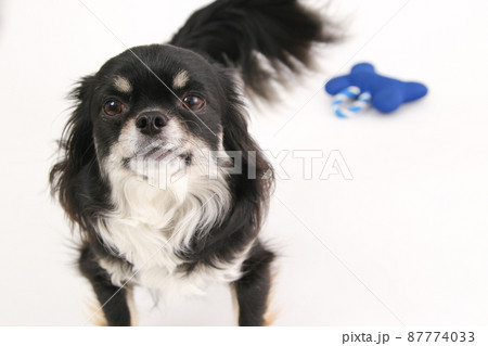 青色の布製おもちゃに飽きたブラックタンのロングコートチワワ  87774033