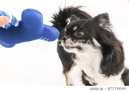 青色の布製のおもちゃで遊んでもらうブラックタンのロングコートチワワ  87774034