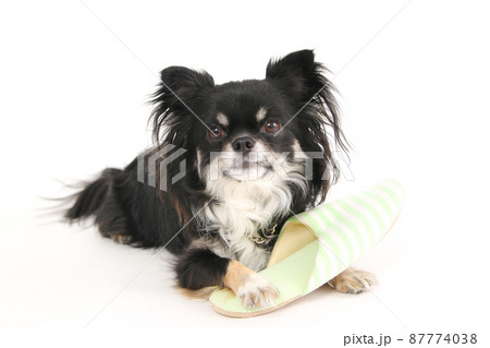 飼い主のスリッパにしがみつくブラックタンのロングコートチワワ  87774038