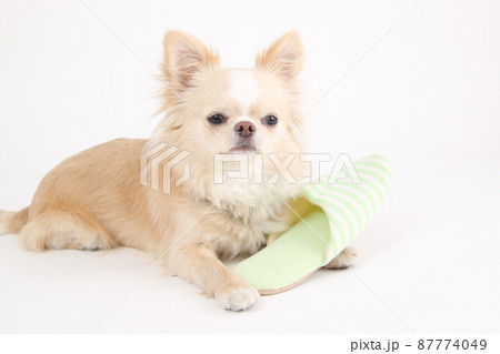 飼い主のスリッパにしがみつくクリーム色のロングコートチワワ  87774049