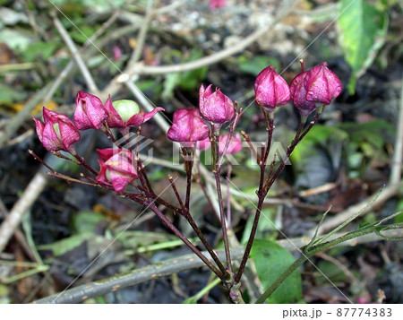 クサギ（秋田市仁別） 87774383